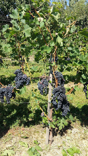 Comentarii opinii despre Gostilna In Vinogradništvo Slekovec