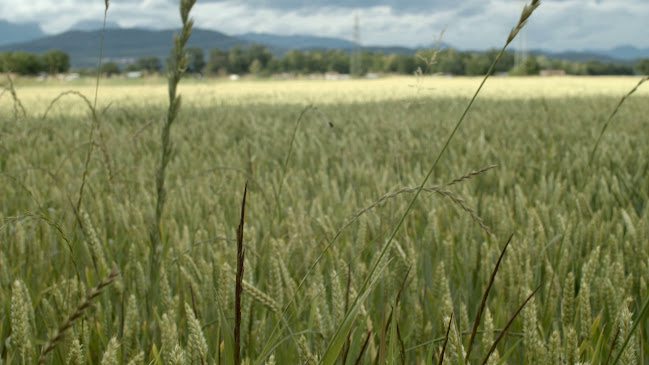 Opinii despre Kofein Cafe Lounge Ljubljana în Ljubljana - Gastronomija in gostinstvo