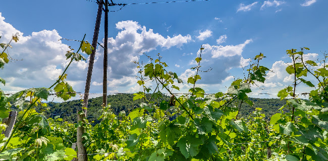 Opinii despre VINA KERIN, Hiša Frankinje în Krško - Gastronomija in gostinstvo