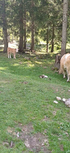 Koča na planini Dolga njiva - Gastronomija in gostinstvo