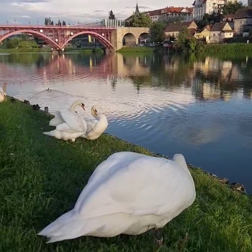 Opinii despre Bella Italia în Izola - Gastronomija in gostinstvo