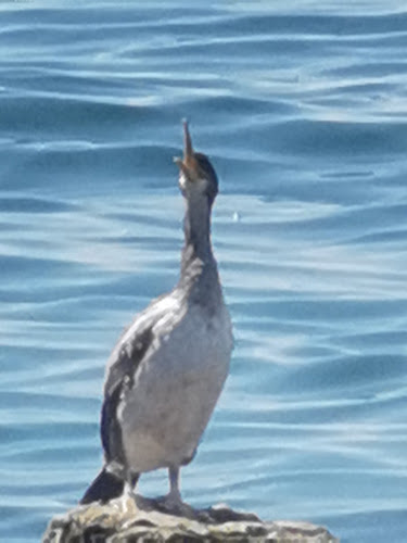 Fornače 35, 6330 Piran