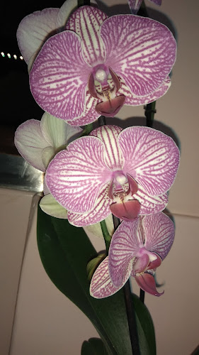 Linhartova cesta 42, 1000 Ljubljana