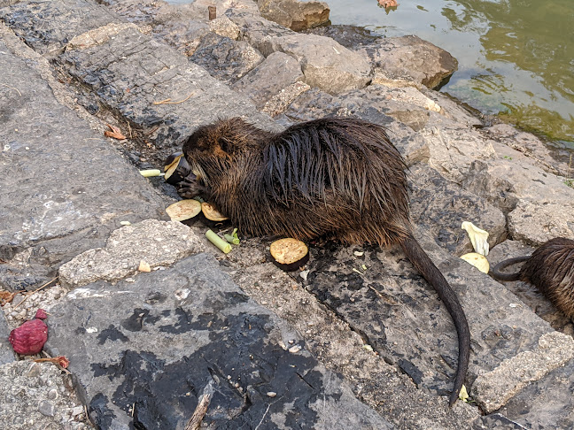 Comentarii opinii despre Špica Caffe