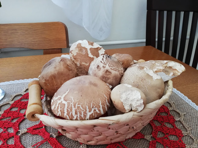 Bar Sandra - Gastronomija in gostinstvo