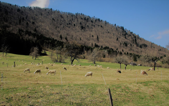 Opinii despre Borovec pri Kočevski Reki în Kočevska Reka - Gastronomija in gostinstvo