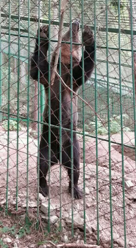 Moste 68e, 4274 Žirovnica