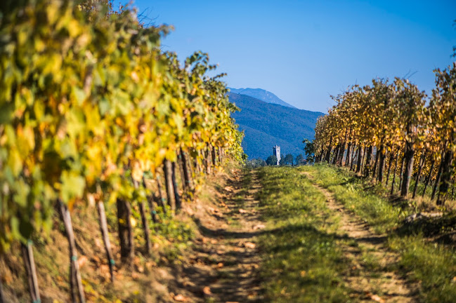 Opinii despre Diwineology. în Medvode - Gastronomija in gostinstvo