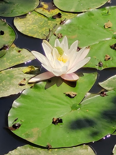 Ribnik Loke - Gostišče ob ribniku - Studenec