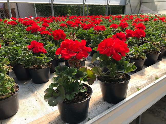 Cvetličarstvo-Vrtnarstvo Gregor Kante s.p. - Kamnica