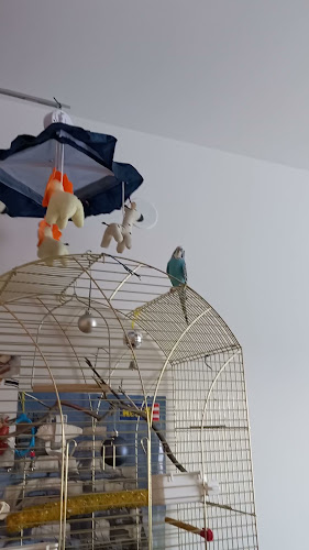 SLAŠČIČARNA PIONIR, IZMIT SALIJA S.P.