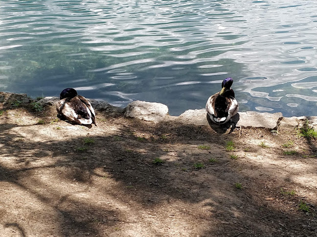 Comentarii opinii despre Okrepčevalnica Simončinka