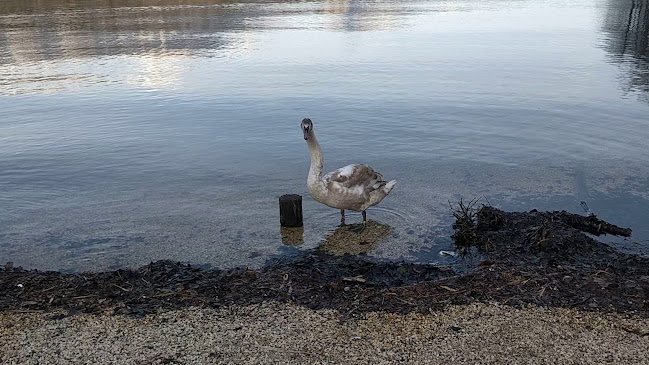 Restavracija Zaka Camping Bled