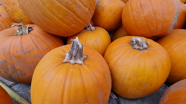 Comentarii opinii despre Kmetija Avšič, EKO zelenjava, sadje in sadike