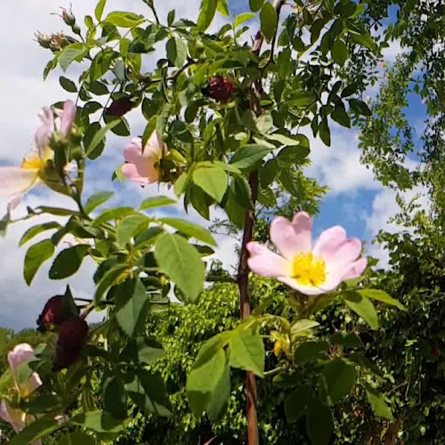Opinii despre JB Streetfood în Nova Gorica - Gastronomija in gostinstvo