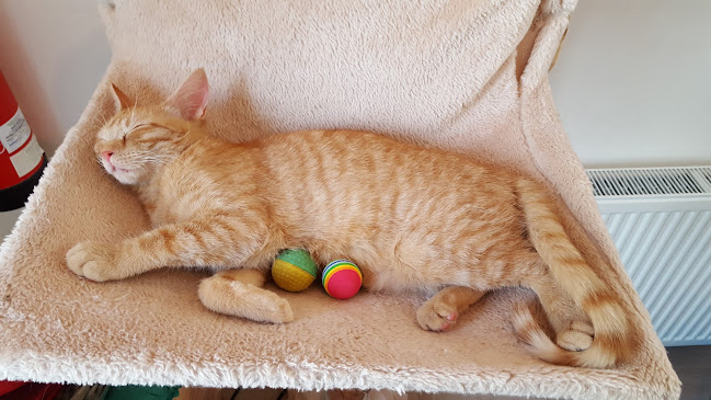 Comentarii opinii despre Cat Caffe Ljubljana