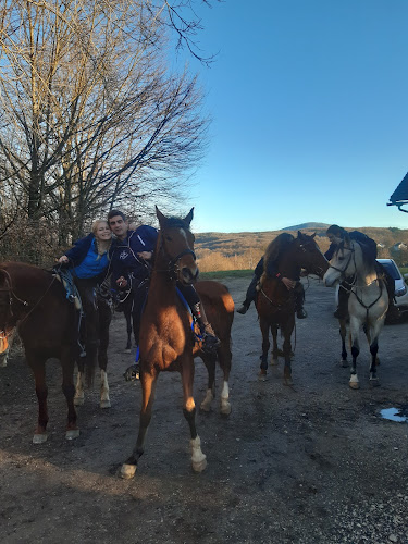 Bar Kralj Union - Gastronomija in gostinstvo