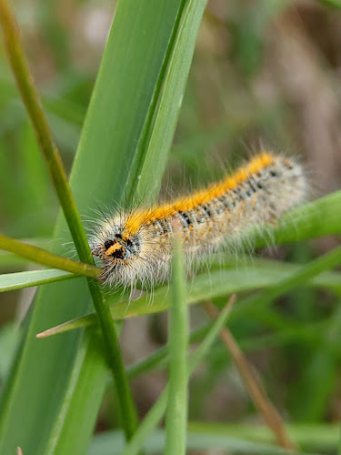 5290 Šempeter pri Gorici