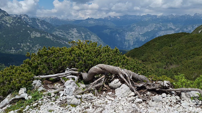 Orlove glave - Gastronomija in gostinstvo