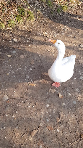 Gostilna Koblarjev Zaliv - Kamnica