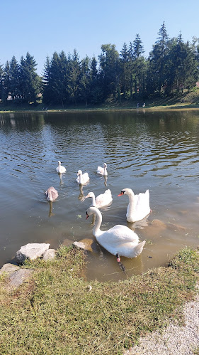 Bar ribnik, Rado Antolič s.p. - Gastronomija in gostinstvo