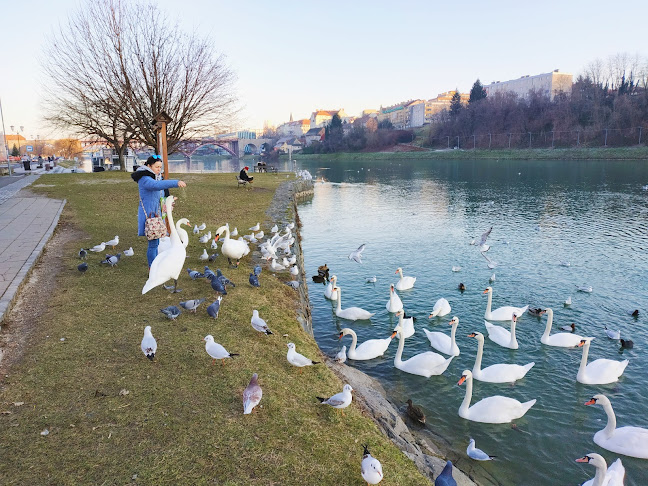 Caffeteria Luciano - Gastronomija in gostinstvo