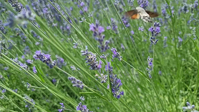 Ceglo 9, 5212 Dobrovo v Brdih