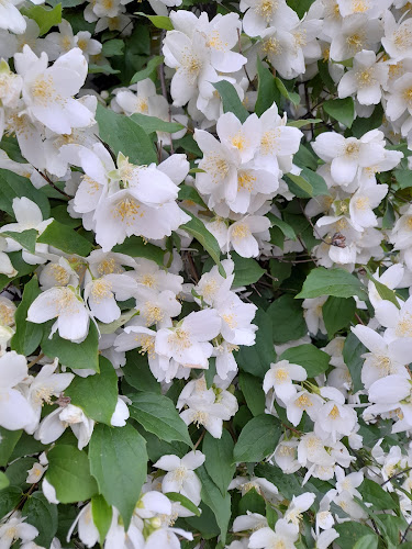 Opinii despre Pekarna Strnad proizvodnja in trgovina d.o.o. în Slovenska Bistrica - Gastronomija in gostinstvo