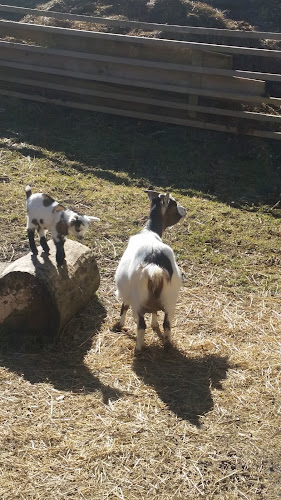 Bele Vode 2, 3325 Šoštanj