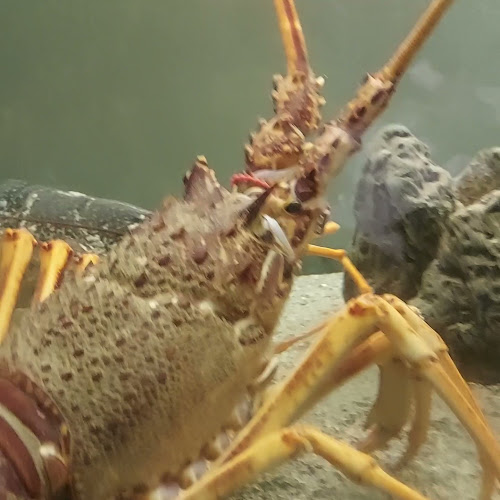 Opinii despre Restavracija Pavel în Piran - Gastronomija in gostinstvo