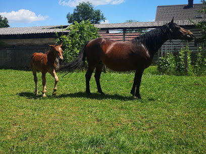 Mesnica in trgovina pr Markot Kosmač Marko s.p.