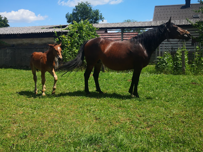 Mesnica in trgovina pr Markot Kosmač Marko s.p.