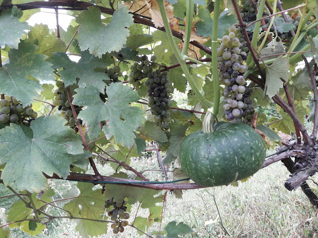 Comentarii opinii despre Gostinstvo Adrijana In Valter Bar Adrijana Adrijana Furlan S.P.