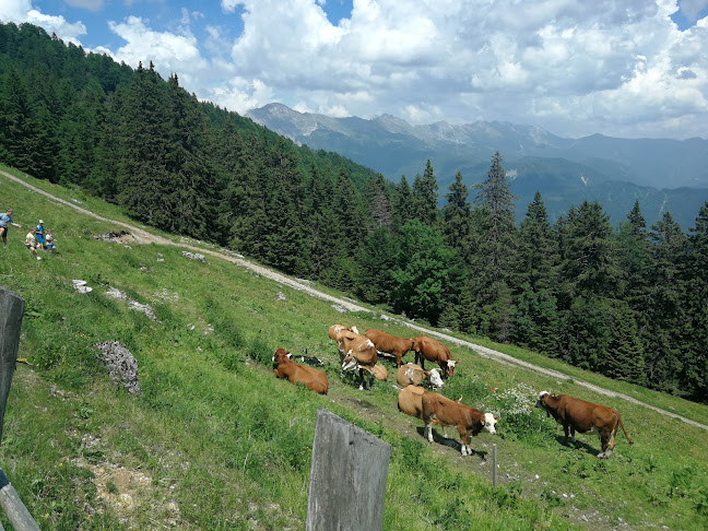 Comentarii opinii despre Lešanska planina