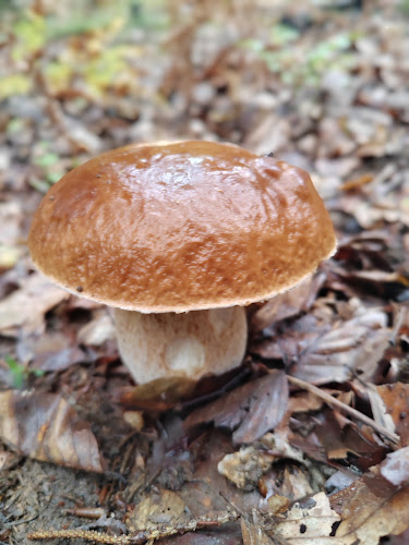 Pizzeria "Gobja hiška". LIKU doo