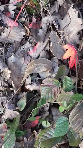 Comentarii opinii despre Rožnik