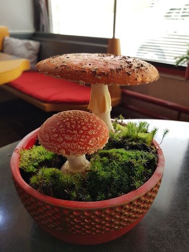 Bar Malibu Natalija Dolanc s.p.