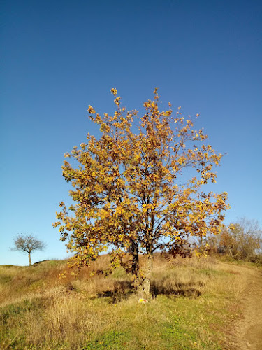 Vrtojbensko biljenski grici - Gastronomija in gostinstvo