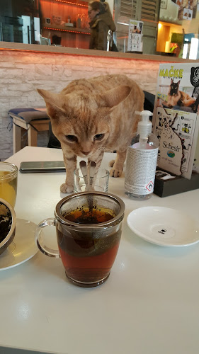 Opinii despre Cat Caffe Ljubljana în Ljubljana - Gastronomija in gostinstvo