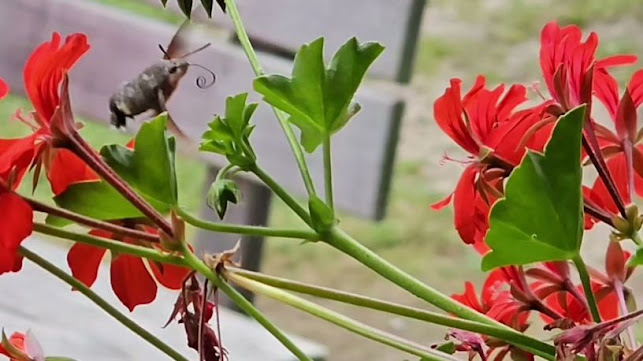 Trenta Spageterija & Pizzerija - Soča