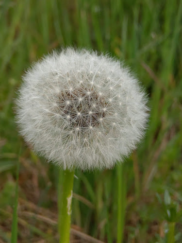 Comentarii opinii despre Vrtojbensko biljenski grici