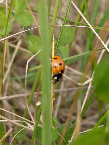 Opinii despre Vrtojbensko biljenski grici în Šempeter pri Gorici - Gastronomija in gostinstvo