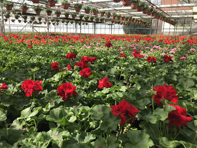 Opinii despre Cvetličarstvo-Vrtnarstvo Gregor Kante s.p. în Kamnica - Gastronomija in gostinstvo
