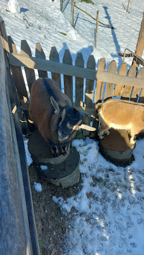 Bife pri Lojzu Alojz Šerbak s.p.