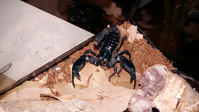 Kavarna Annalisa-SSTORNO pomocCovidter Država - Gastronomija in gostinstvo