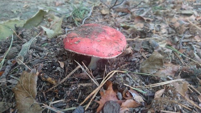 Comentarii opinii despre Vinski Hram pri Habakuku