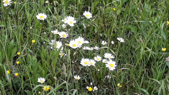 Opinii despre Gostišče Macesen în Sorica - Gastronomija in gostinstvo