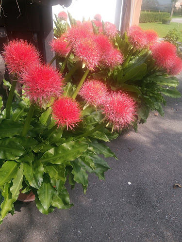 Pekarna Omar Marija Omar S.P. - Tišina