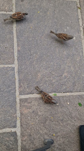 Promenada caffe & bar - Ljubljana