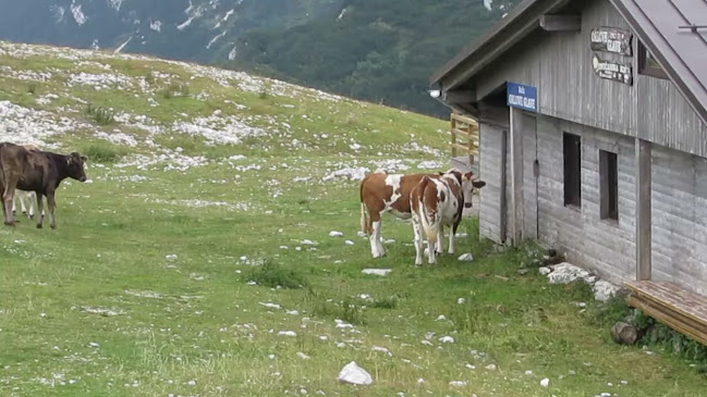 Opinii despre Orlove glave în Bohinjsko jezero - Gastronomija in gostinstvo
